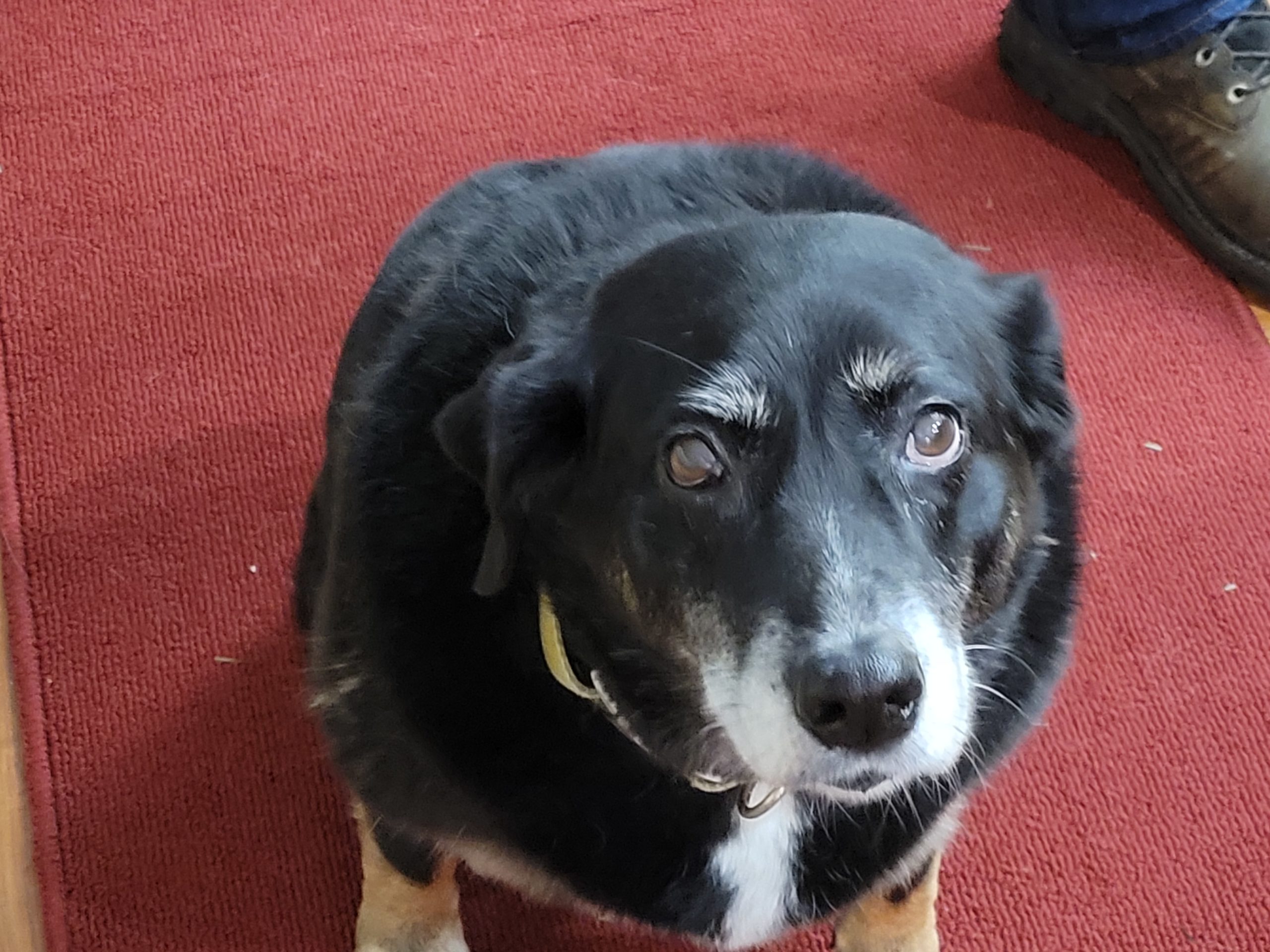 shannon-dog-1