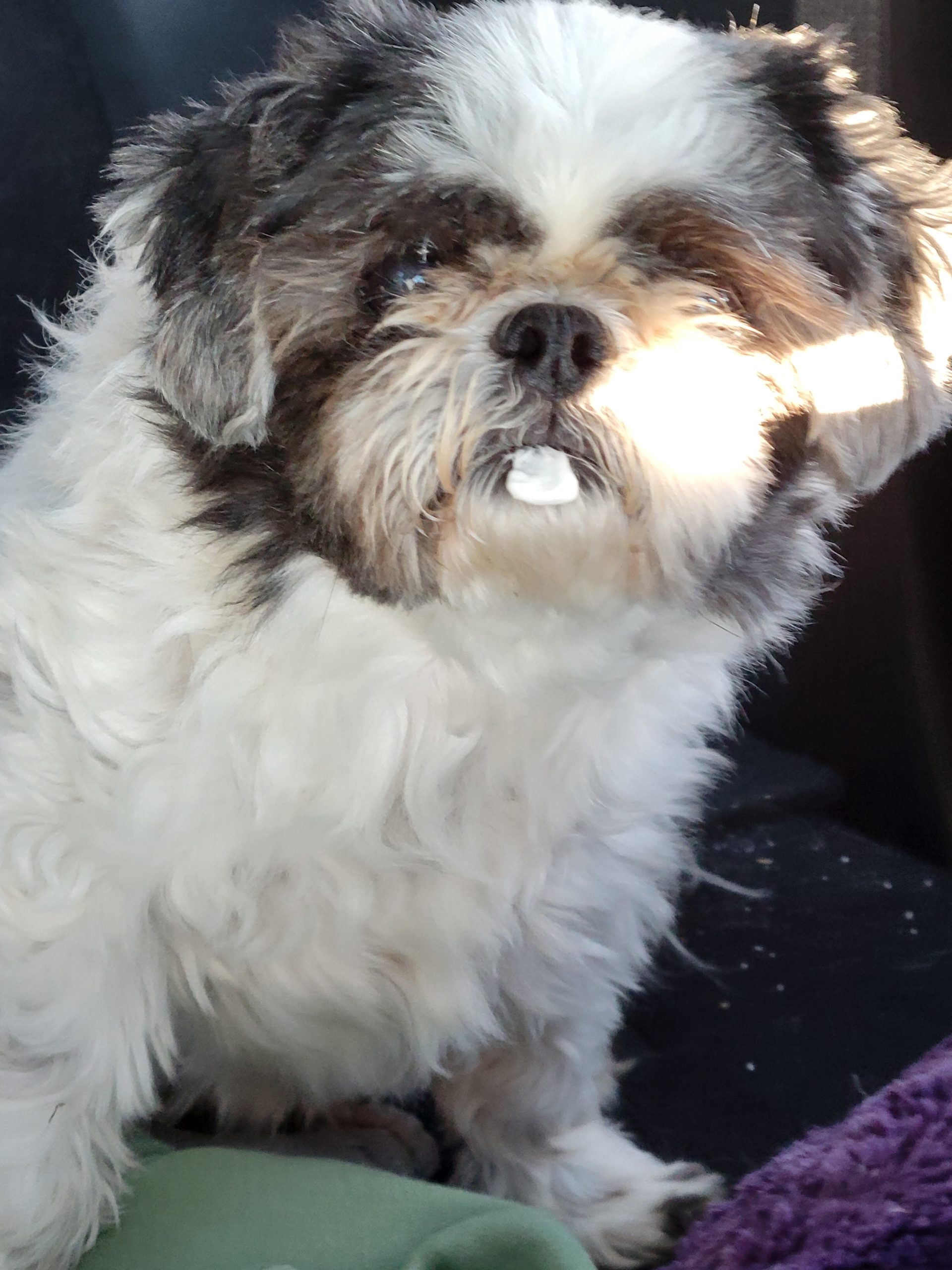 shannon-dog-2