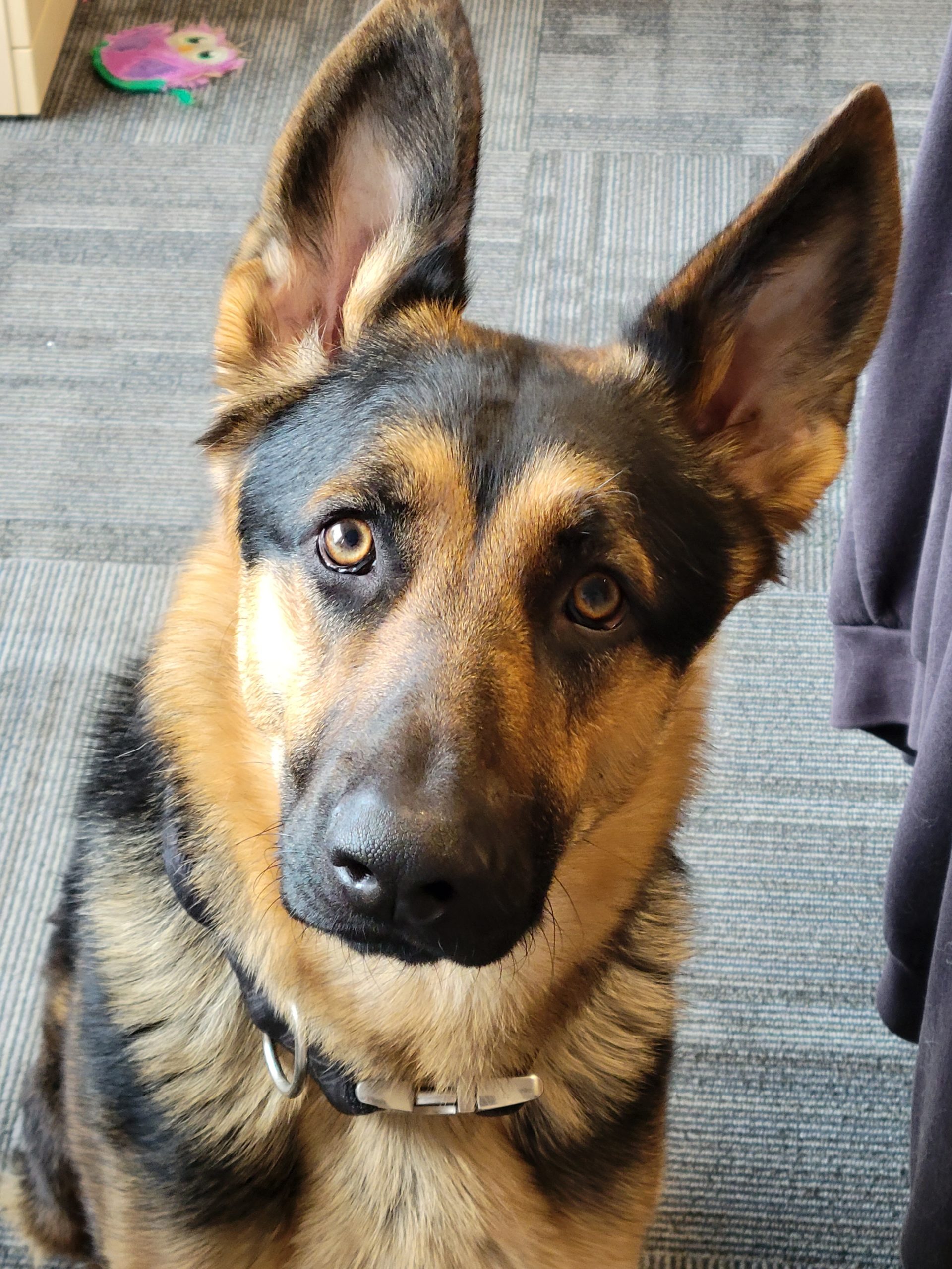shannon-dog-3