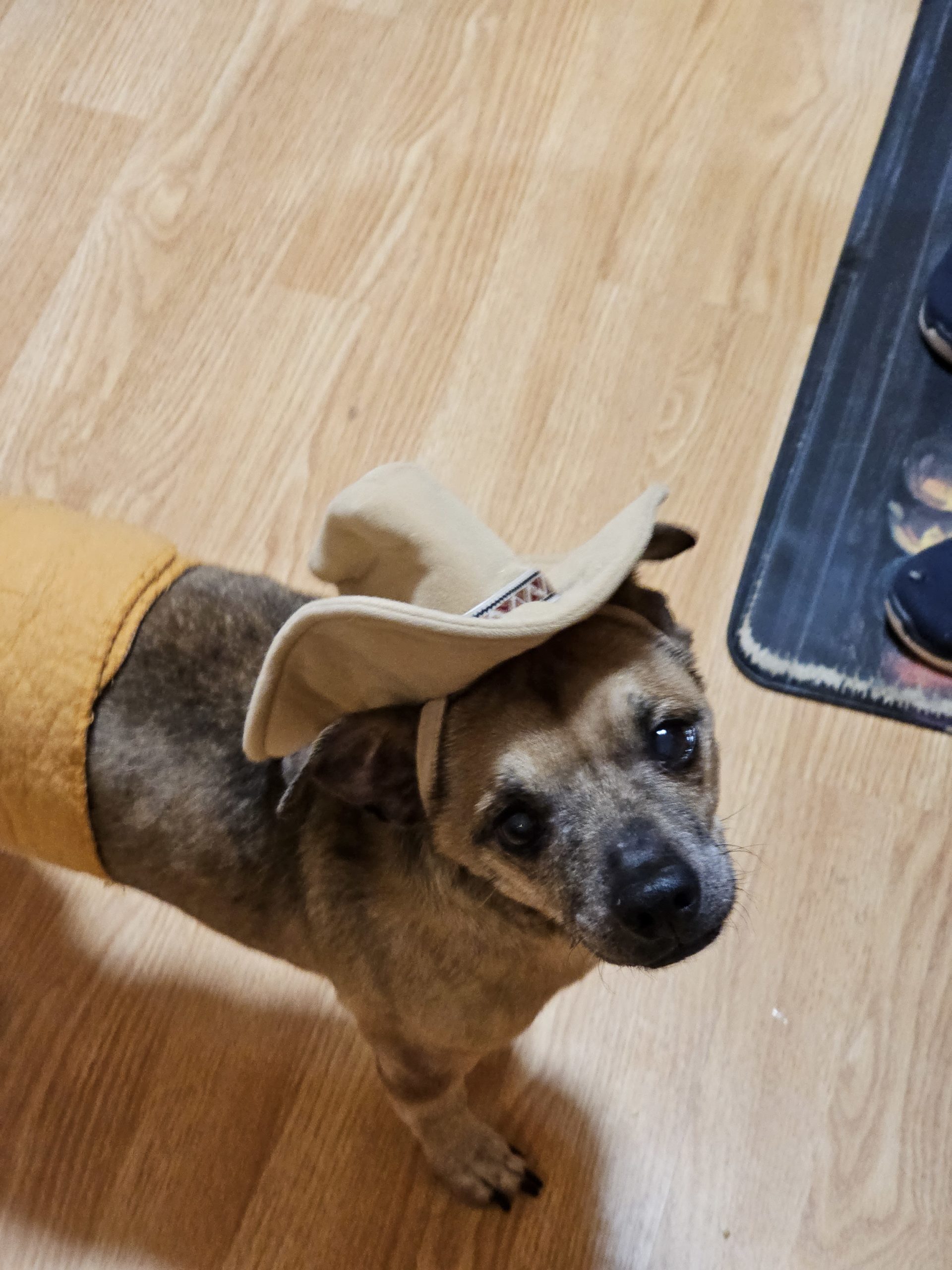 shannon-dog-4