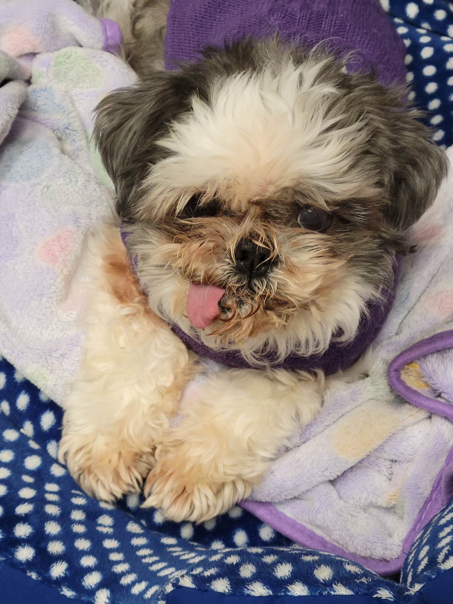 shannon-dog-7